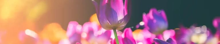 The Doliver of Tanglewood