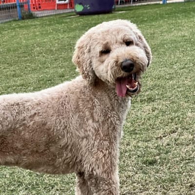 Griswold Home Care for Phoenix