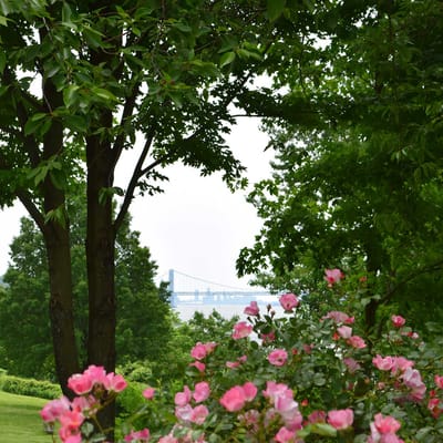 Beautiful outdoor view with flowers and greenery