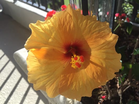 New Horizon Assisted Living Residence