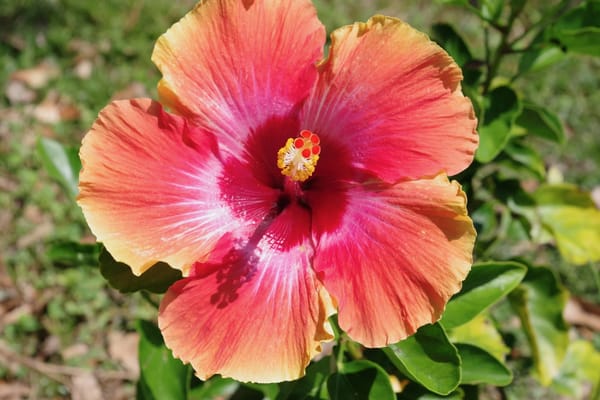 New Horizon Assisted Living Residence