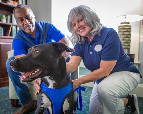 Staff interacting with a therapy dog indoors