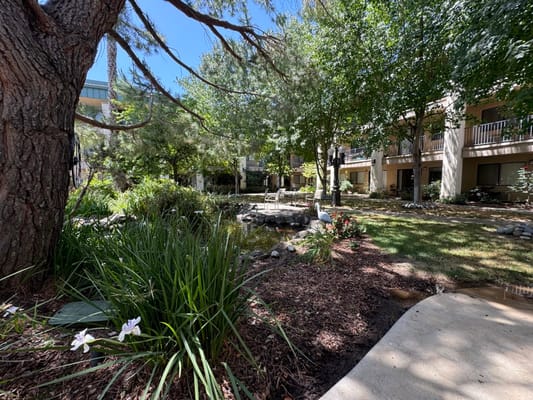 Garden area with pond and greenery