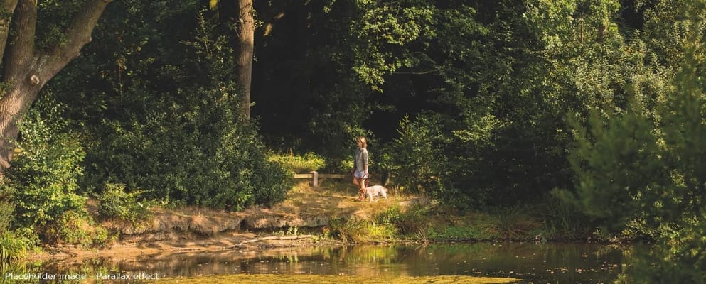 A person walking a dog near a tranquil pond