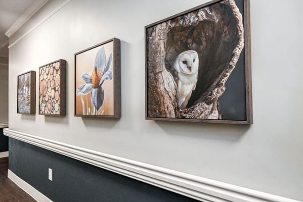 Gallery wall showcasing nature-themed artwork