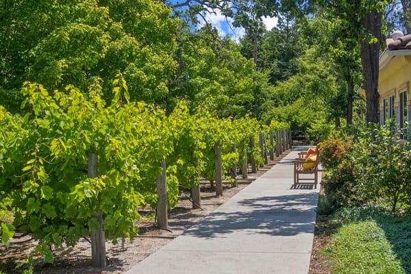 Pathway lined with grapevines in a green outdoor space