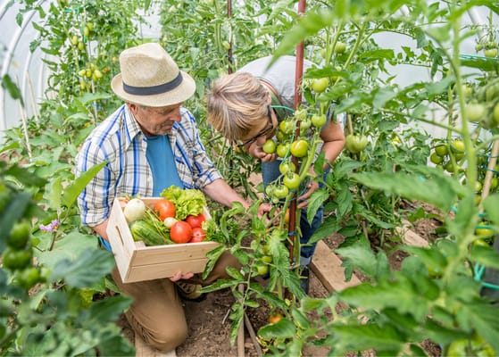 Residents gardening and harvesting vegetables in a greenhouse