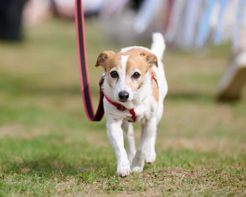 Merlewood Care Home – Elizabeth Finn Homes Ltd