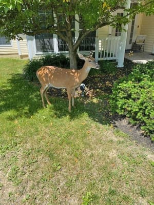 The Cottages of Perry Hall