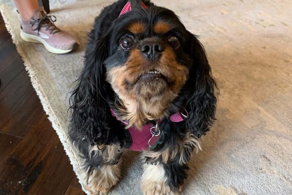 Peachtree Hills Place