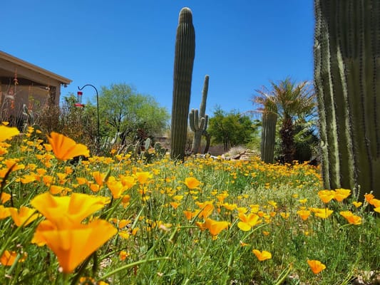 Colorful flowers in an outdoor garden area