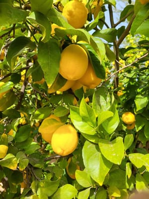 Aliviya Rose Manor Assisted Living