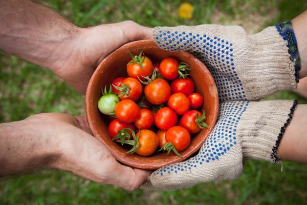 Hands holding a bowl of freshly picked tomatoes
