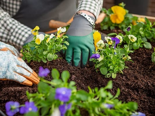A resident planting flowers in a garden bed
