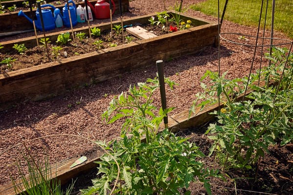 Gardening beds with vegetables in a community garden