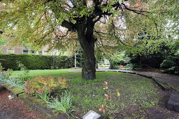 A landscaped outdoor area with a large tree and flowers