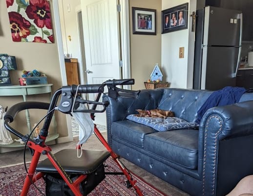 A living room with a blue couch, a walker, and a sleeping dog.