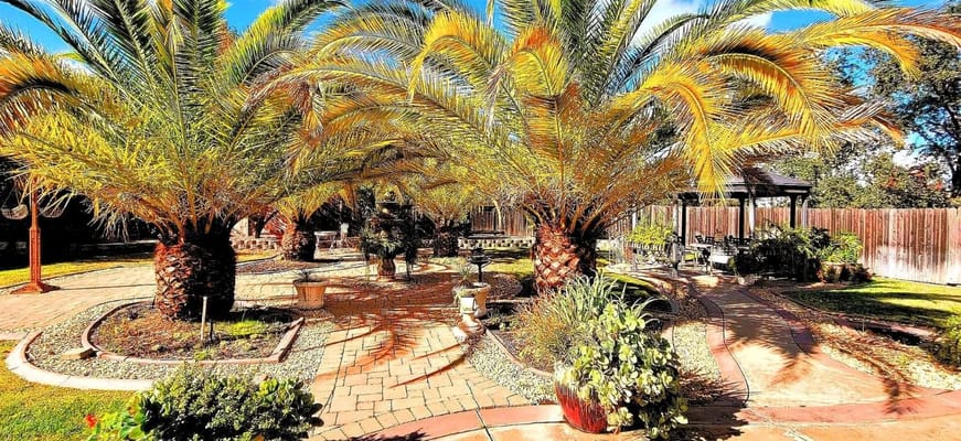 Serene outdoor garden with palm trees and pathways