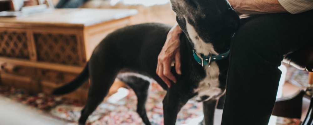 A resident interacting with a dog in a cozy living area