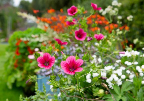 Vibrant flowers in a garden setting