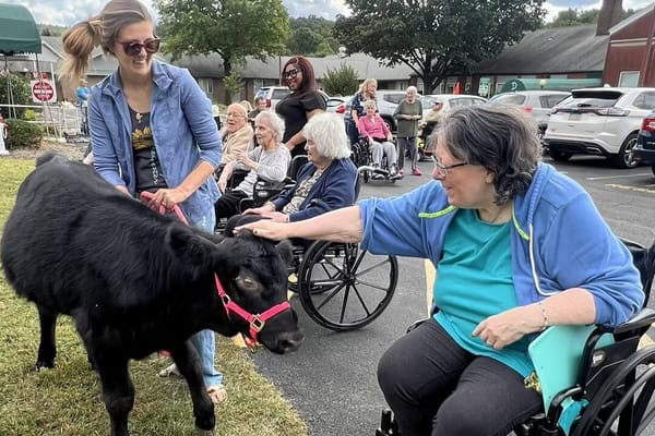 Residents interacting with a calf during an outdoor activity