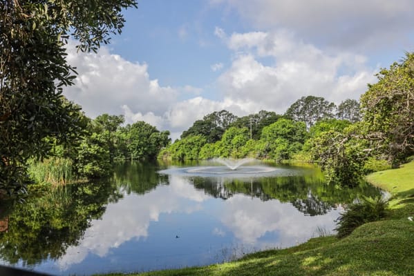 Scenic view of a pond surrounded by trees