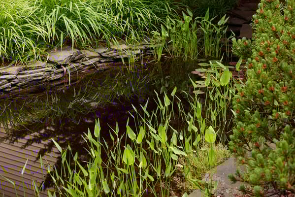 Serene outdoor pond surrounded by greenery