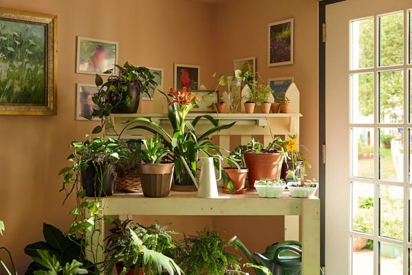 Indoor plant garden with various potted plants