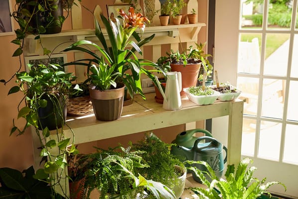 Indoor plants arranged on a table near a window