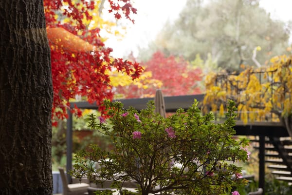 Beautiful outdoor garden with autumn foliage