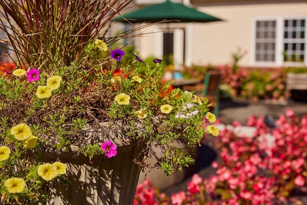 Colorful flowers in a garden area