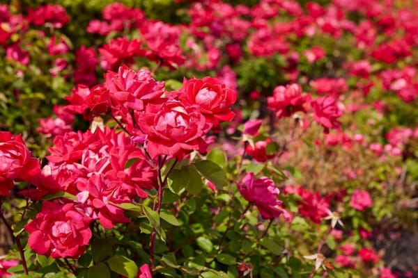 Brandywine Fenwick Island