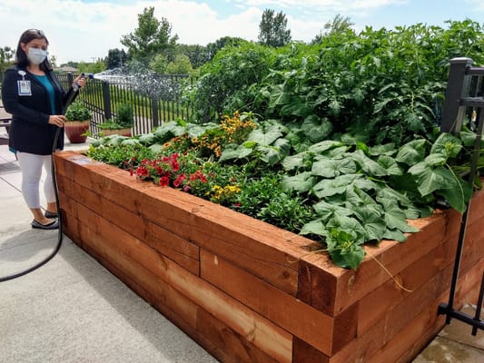 Staff member tending to a vegetable garden