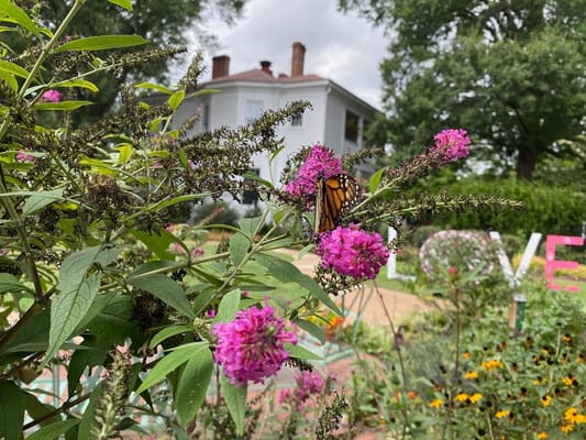 Butterfly on purple flowers in a garden