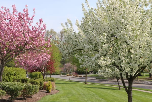 Blooming trees along a landscaped path