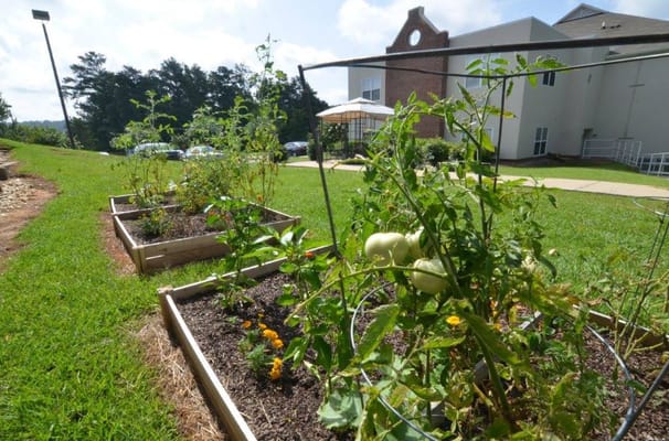 Gardening area with raised beds and plants