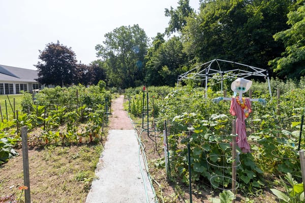 Pathway through a lush community garden with a scarecrow