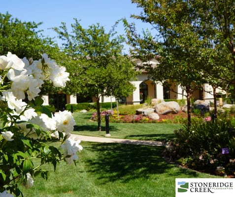 Blooming white flowers in the garden
