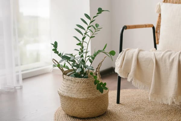 A potted plant next to a comfortable chair indoors