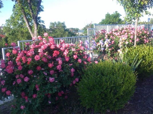 Vibrant pink roses in a landscaped garden