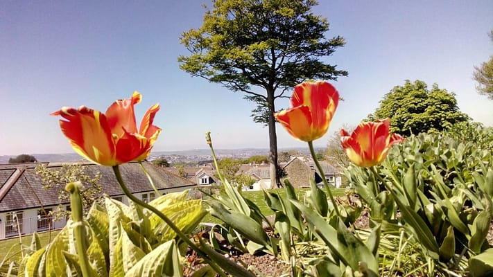 Colorful flowers with a view of a landscape