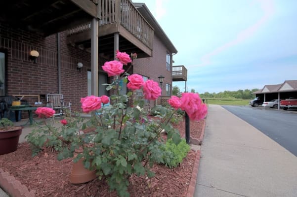 Pink roses blooming in front of the building at The Bungalows at Nevada