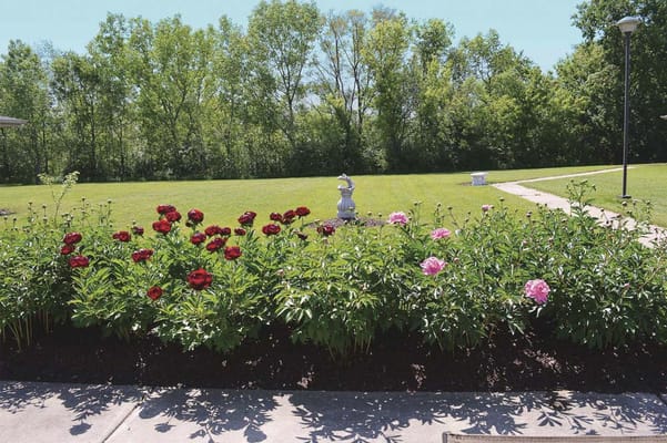 Vibrant flower garden in an outdoor space