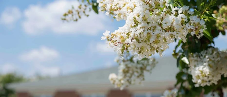 Close-up of white flowers against a blue sky