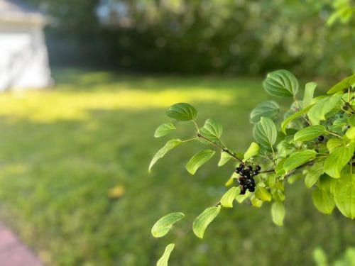 Golden Grace by Majestic Residences