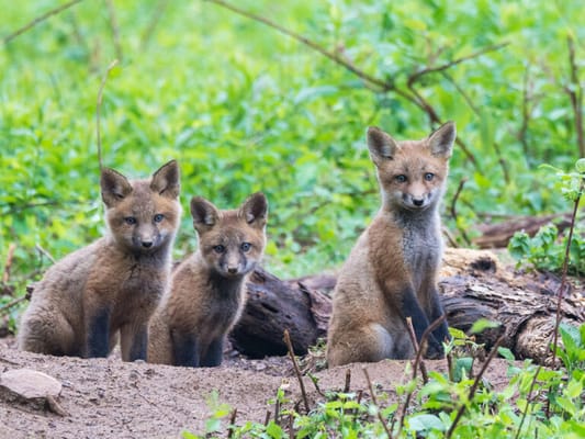 Kendal-Crosslands Communities