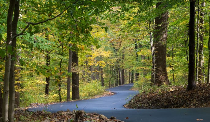 Curving path through a lush green forest