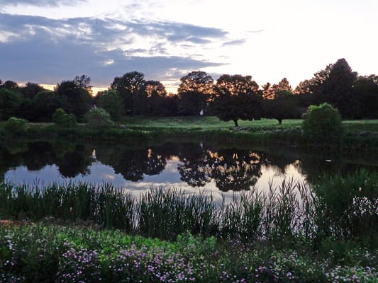 Tranquil view of a pond surrounded by trees