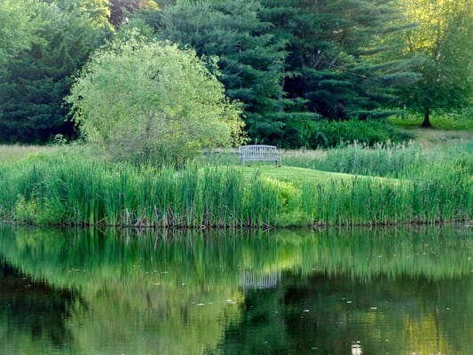 A serene outdoor space with a bench by a pond