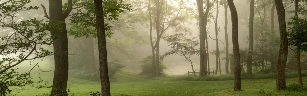 Serene view of trees surrounding a misty pond